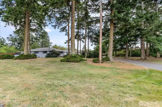 Great firs greet you as you come up the driveway.