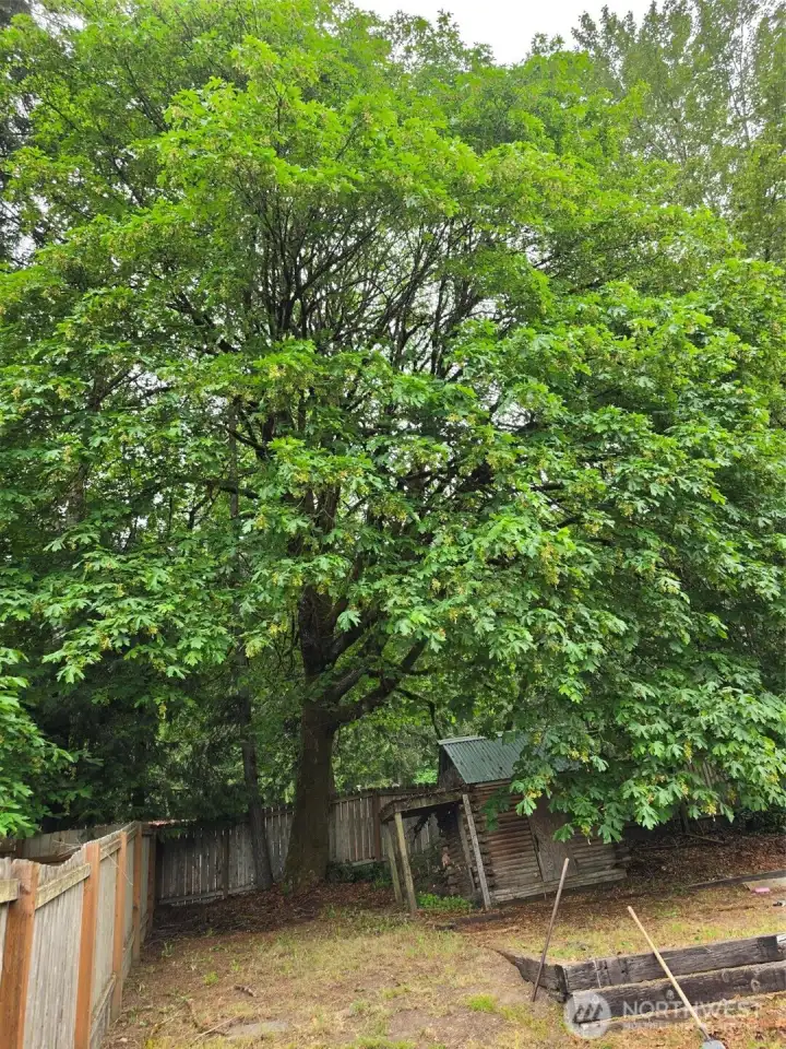Plenty of privacy trees.