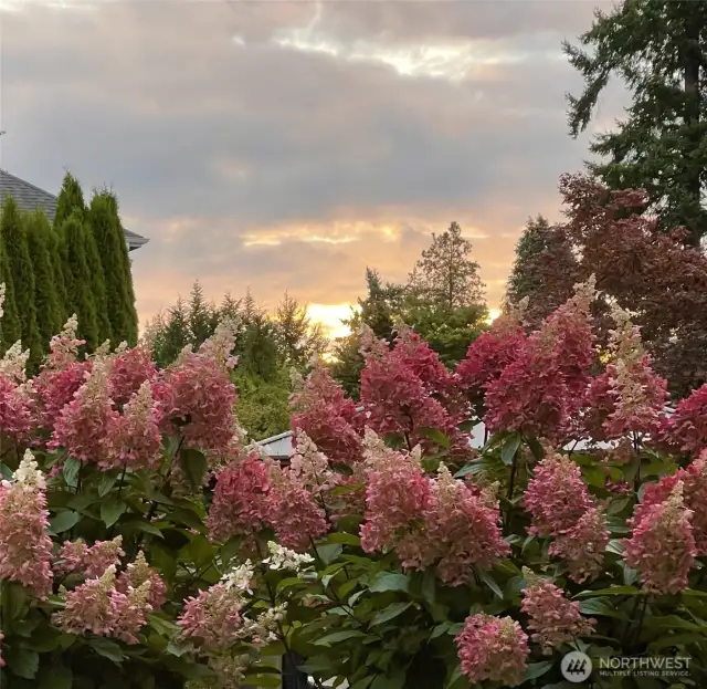 Beautiful hydrangeas in the mature landscaped yard