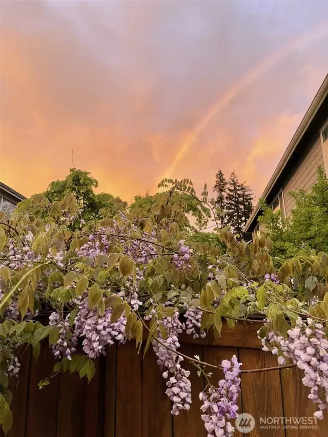Beautiful sunsets and wisteria blooming in the yard