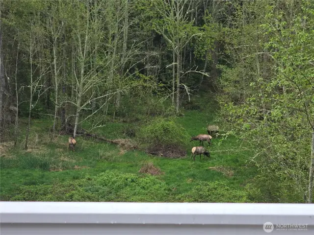 Territorial view of grazing elk from the deck.