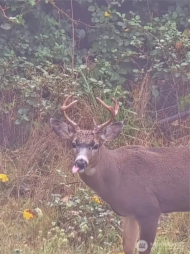 Hello, deer!