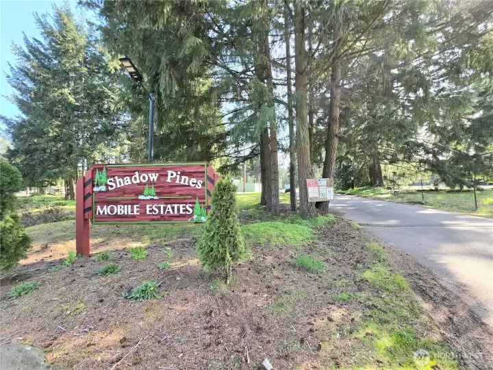 Welcome to Shadow Pines.
