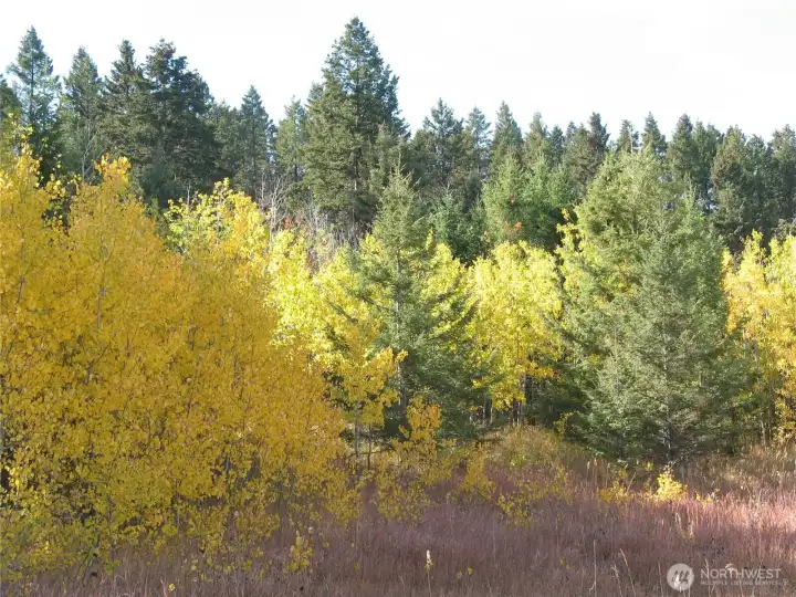 Aspen Grove Aspen Grove