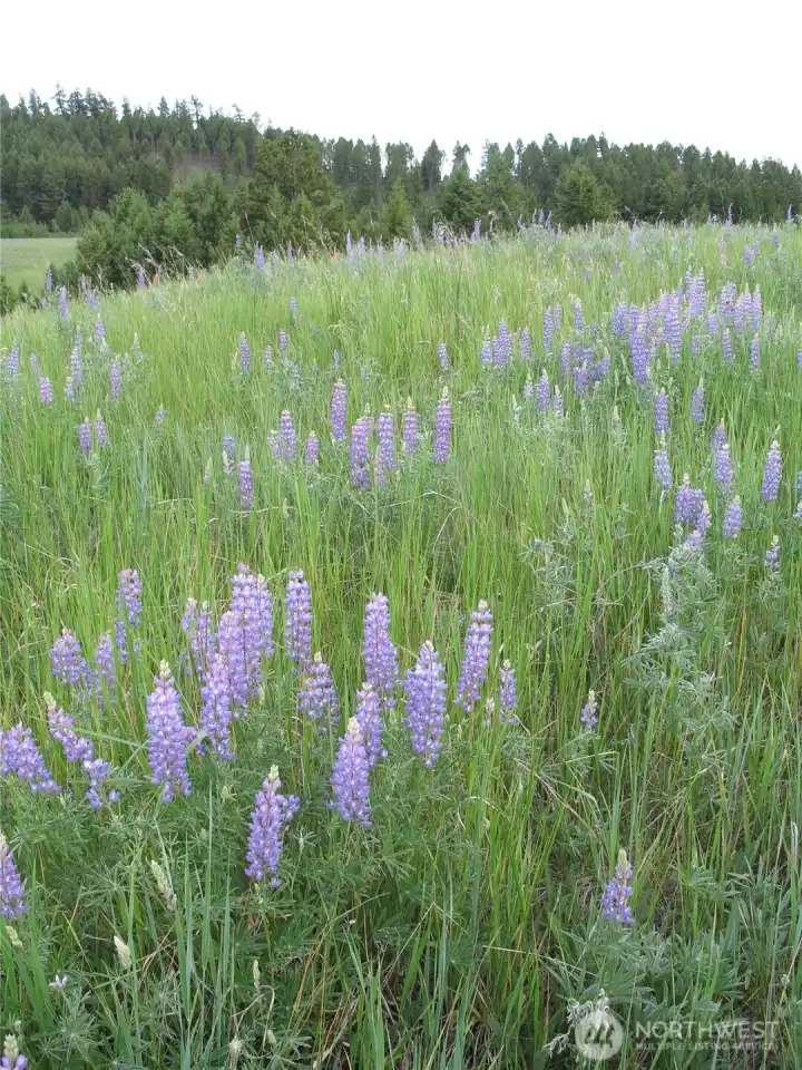 Lupine field Lupine field