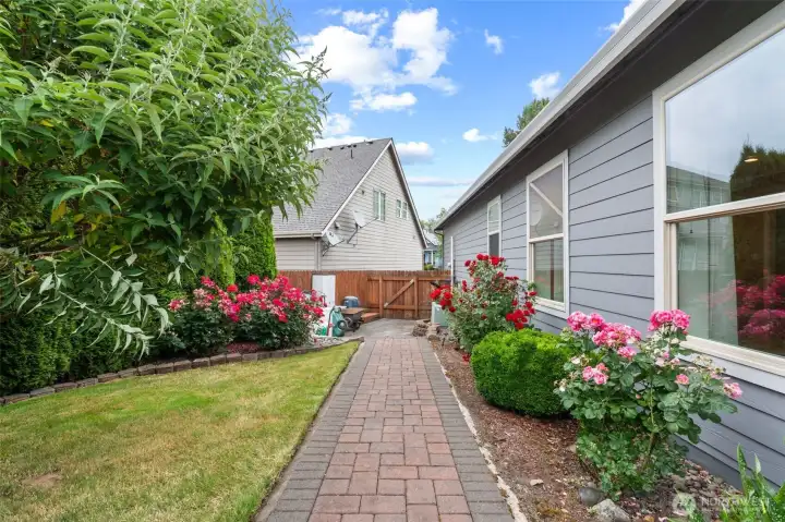 NW side yard with roses galore