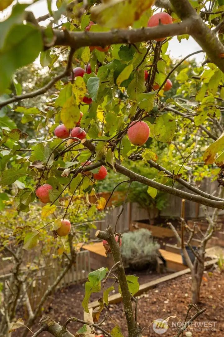 Backyard orchard includes: plumb, cherry, apple, pear, almond, paw paw, mulberry, and asian pear trees.