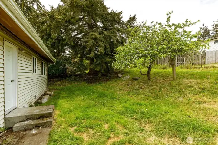 Backyard with trees