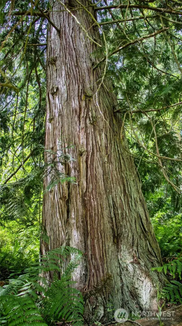 One of many cathedral-like cedars on the property. The home is framed by them. This "grandmother" cedar is a short walk from the circle driveway parking near the home, and sits with several cedars as you face Cole to the left from the home.