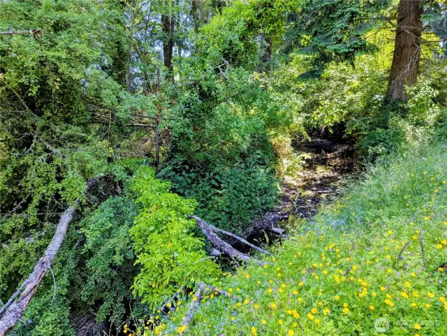 Swan Creek
