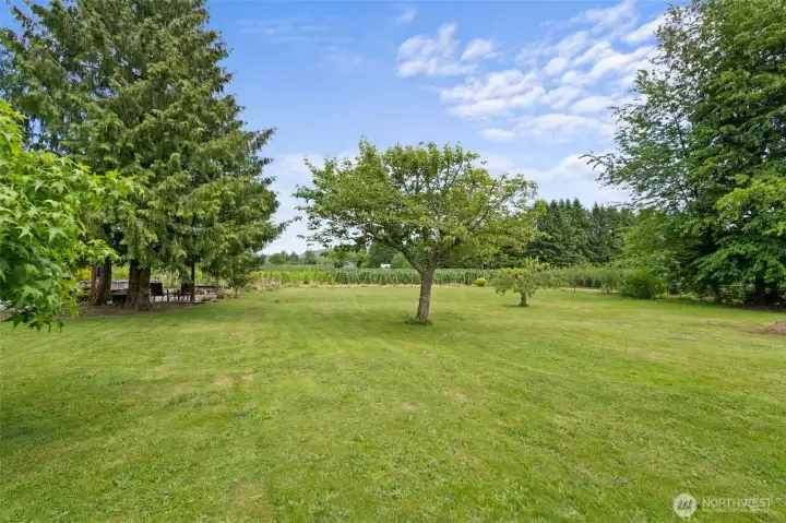 One view of backyard