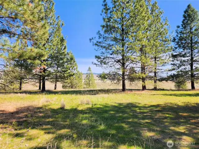 Property is nicely treed.