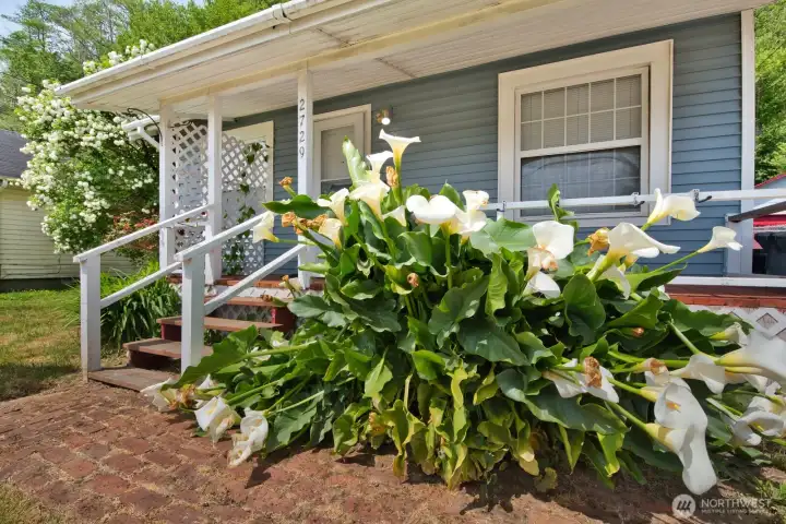 Wonderful Mature Landscaping