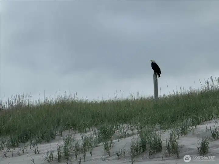 Bald eagles love to live on the Peninsula