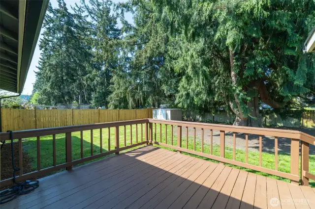 Back yard