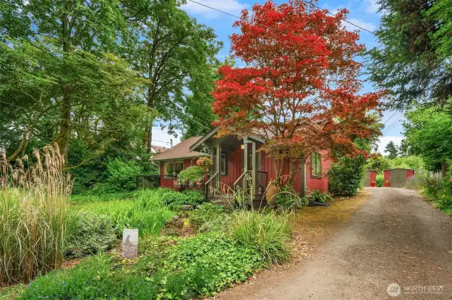 One of the seller's favorite Maple trees on the property, this tree never fails to delight in any season.