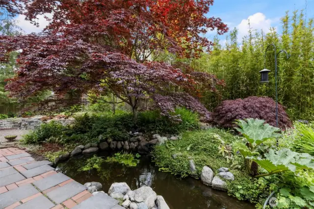 Stunning Japanese Maple and pond