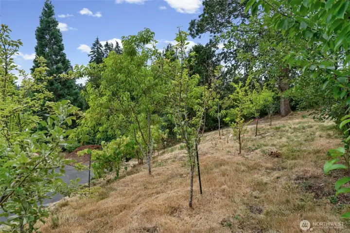Well established fruit trees. Well established fruit trees.