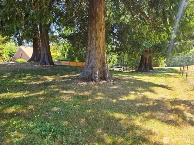 Huge redwood trees on this .43 acre lot, ready for your custom home!