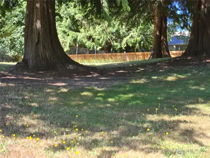 Looking westerly from the center of the lot