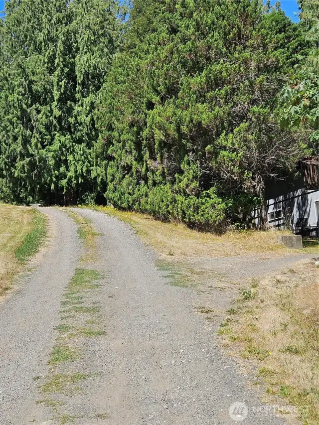 Looking from the bottom of the drive at  the Brownsville Highway up the property line to the towering Redwoods at the top of the hill.  This is the entry for the lot.