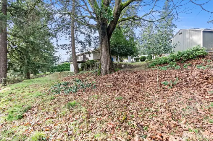 East corner view of home, trees and vast yard