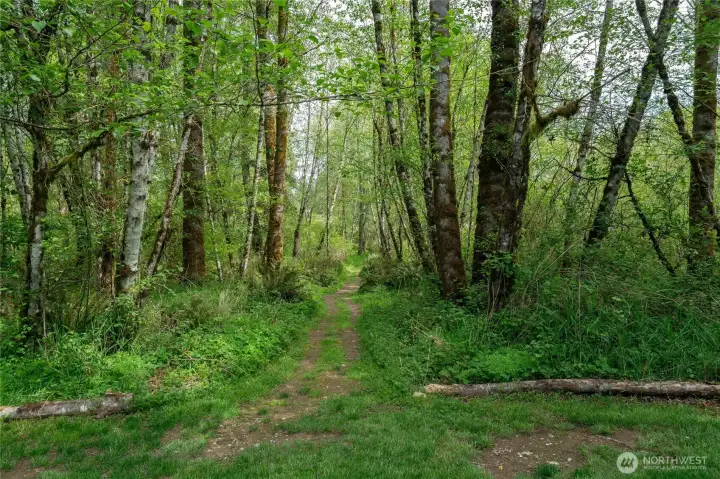 From your backyard, this is the path that leads to the eastern portion of your acreage and the trail makes a circle and loops you back onto the lawn.