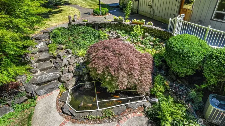 Gigantic Koi! Self cleaning pond with pump and waterfall