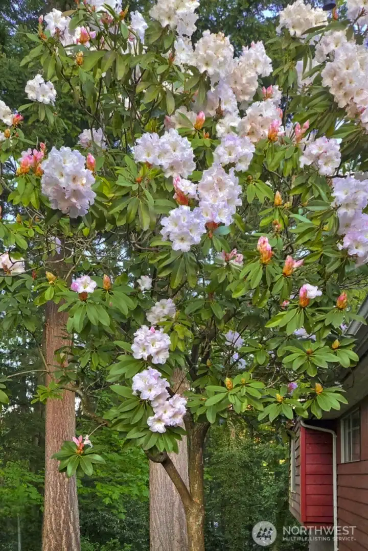 Rhody Bush in the Backyard