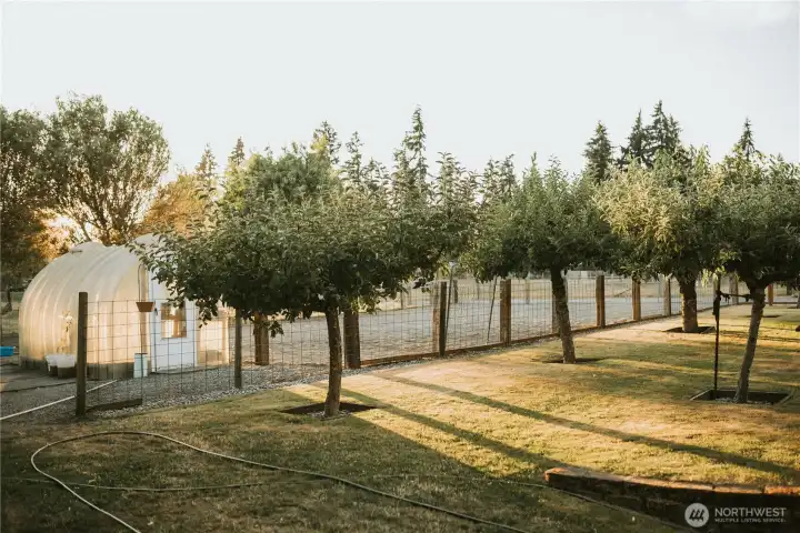 An established orchard features multiple apple varieties, Italian prunes, Asian plum, pear, cherry, and wild field apples.