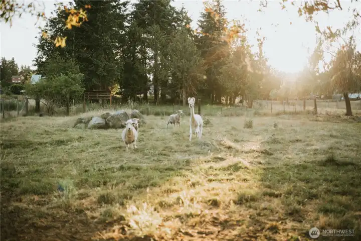 Large field next to horse arena.