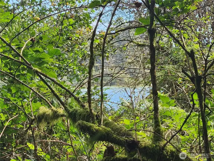 In the Weatherwax trails looking toward Duck Lake.