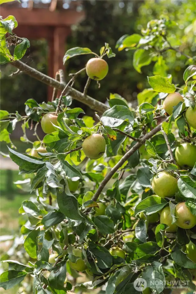 Fruit Trees
