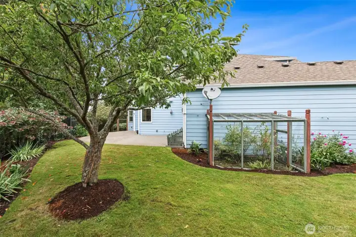Side yard with fruit trees, berries and mature plantings.