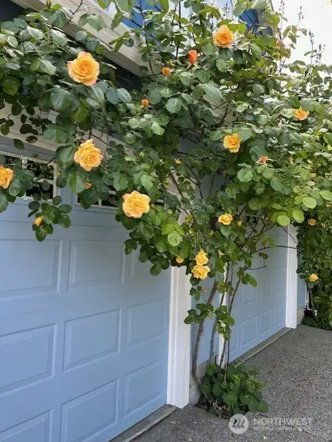 The beautiful climbing rose welcomes you home!