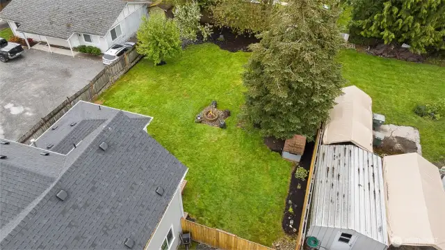 Apple tree in backyard