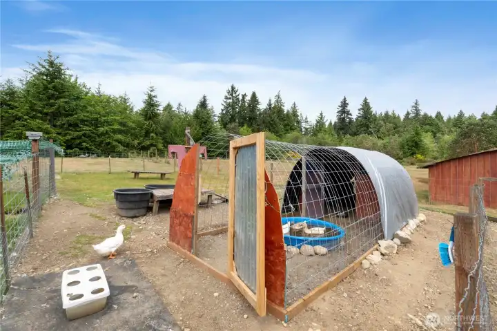 Duck Enclosure w/Plumbed Pool