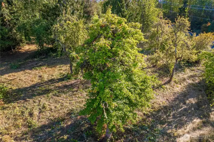 Level Property with a number of fruit trees including apple and plum.