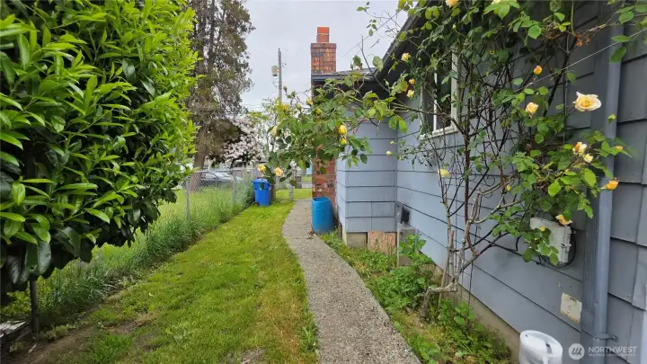 Beautiful established yellow rose bush frames the side yard near the patio.