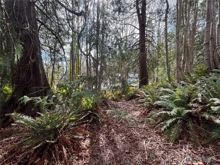 Gorgeous ferns and cedar trees!