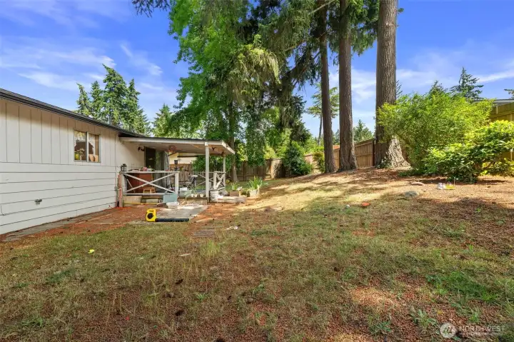 Back yard