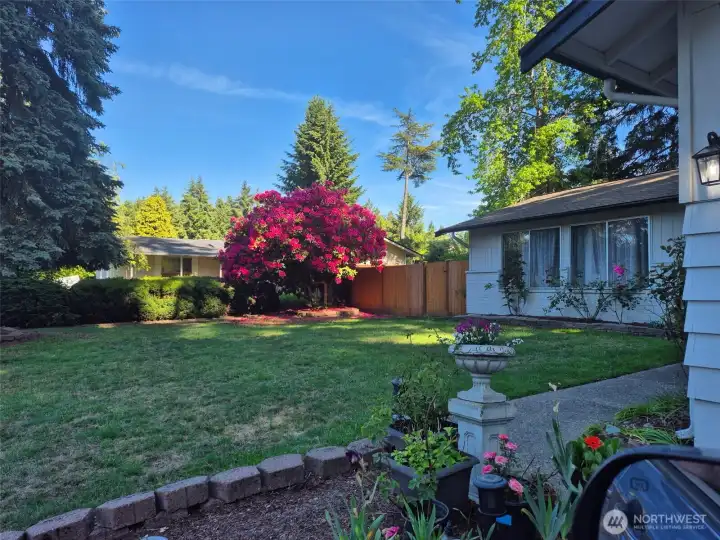 Front yard