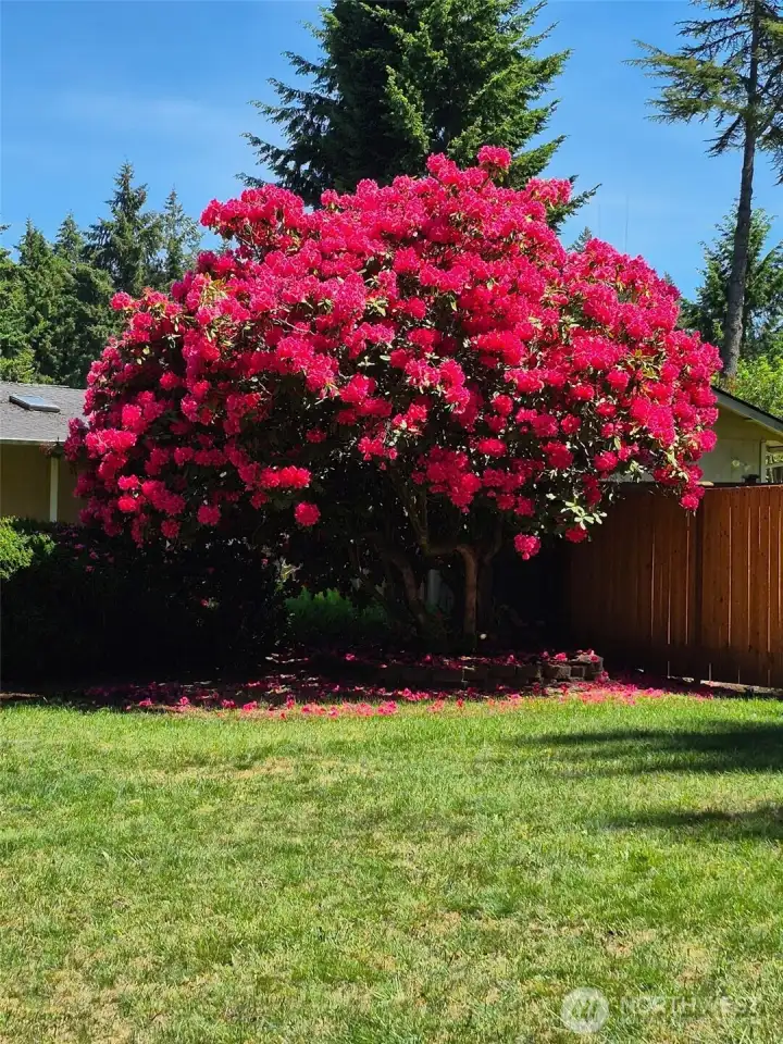 Tree in bloom