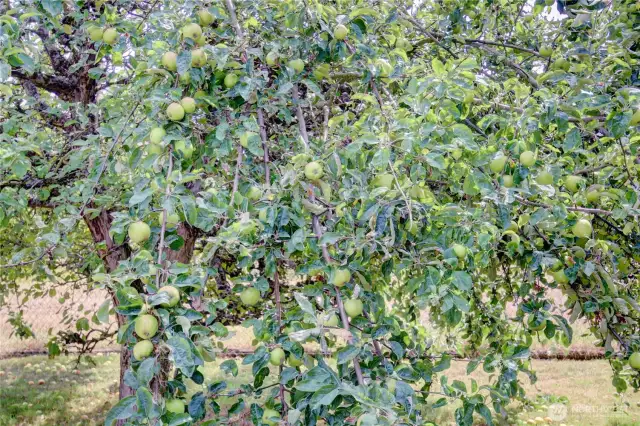 Several fruit trees.
