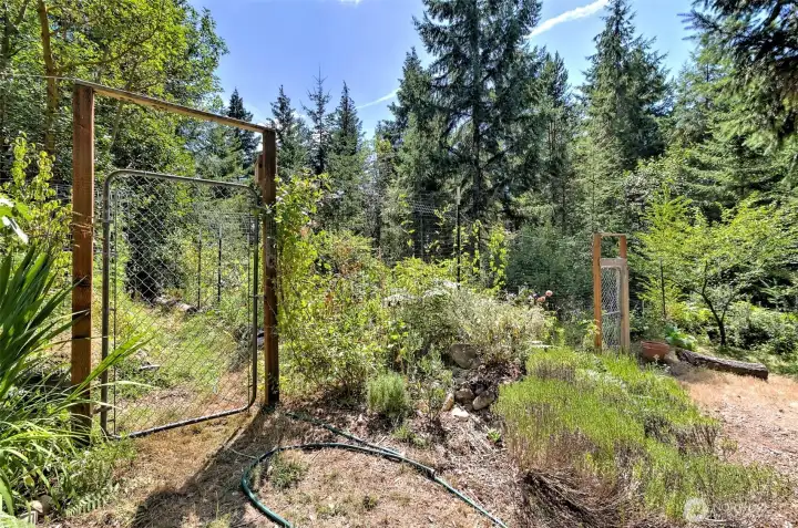 Garden trying to be deer proof!
