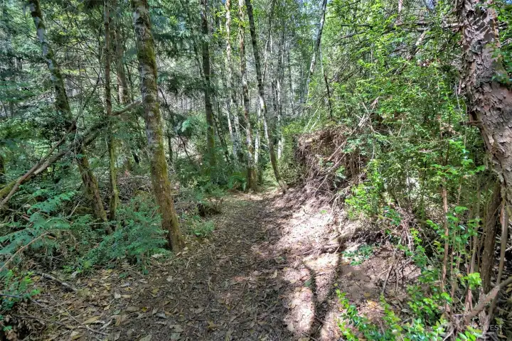 Woodsy trail