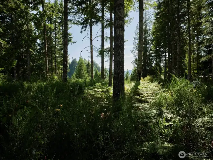 View through the trees