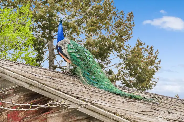 The roof of the older red building needs to be replaced, and a family of 8 peacocks stays with the property. MLS Compliance note: "Waiving Photo Policy – Animals in Photos fine as a one-time courtesy."