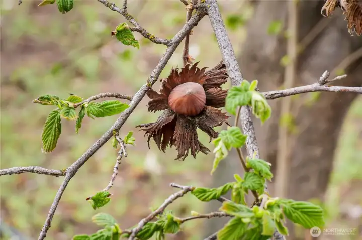 A hazelnut is hanging on from last year.