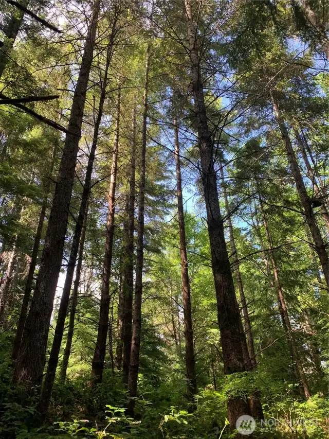 looking up on easement road to property